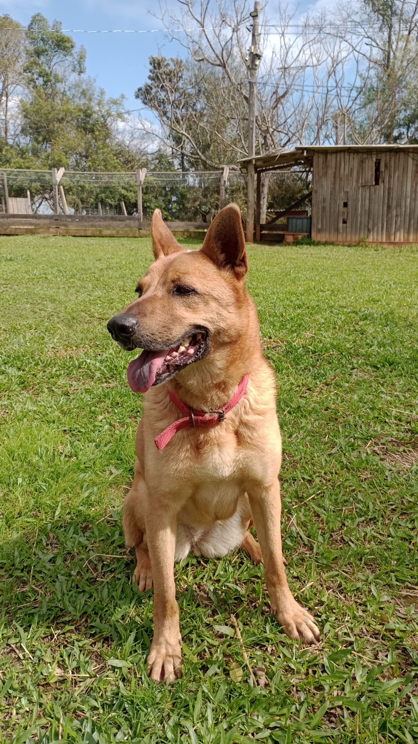 Loba